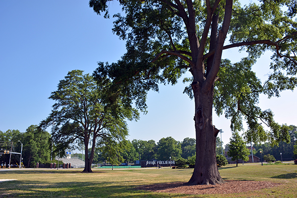 duke-s-record-setting-trees-duke-today